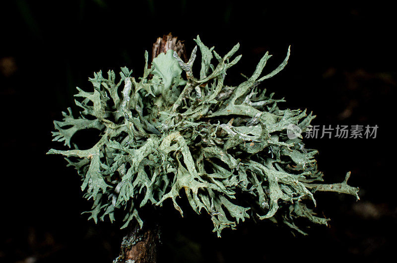 橡苔(学名Evernia prunastri)是一种地衣。它可以在整个北半球的许多温带山区森林中找到。橡苔主要生长在橡树的树干和树枝上。圣罗莎，索诺玛县。